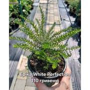 Еріка White Perfection (Вайт Перфекшн)